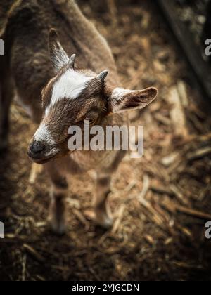 La piccola capra si ferma in un campo di paglia per guardare la fotocamera con curiosità. Foto Stock