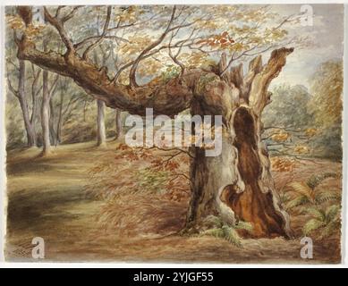 Albero in putrefazione. Elizabeth Murray; inglese, c. 1815-1882. Data: 1850. Dimensioni: 200 mm x 260 mm. Acquerello su grafite su carta avorio. Origine: Inghilterra. Museo: Chicago Art Institute, FLORENCIA, USA. Foto Stock