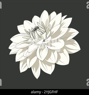 Bloom Dahlia Flower con sfondo nero Illustrazione Vettoriale