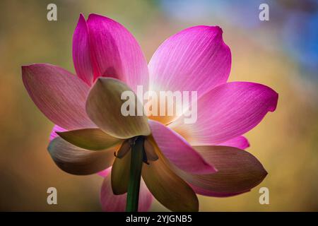 Vacratot, Ungheria - il bellissimo Loto Sacro rosa, il Loto Indiano (Nelumbo Nucifera) o semplicemente il Giglio d'acqua è una delle due specie esistenti di piante acquatiche Foto Stock