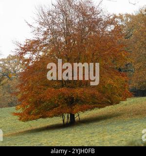 Magnifico faggio in pieno colore autunnale con fogliame dorato e arancio nella campagna del Lake District Foto Stock