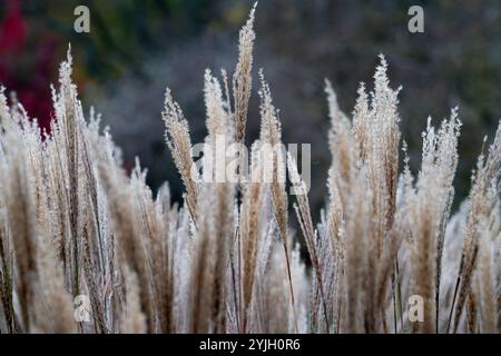Soffici pennacchi d'erba che ondeggiano nella brezza autunnale nella campagna del Lake District Foto Stock