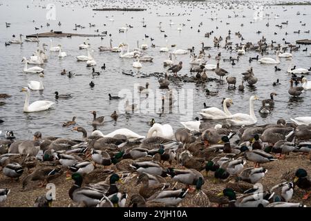 Grande raduno di animali selvatici diversi presso WWT Martin Mere, Regno Unito Foto Stock