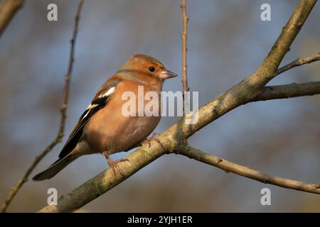 Chaffinch arroccato su una diramazione nel bosco del Lake District Foto Stock