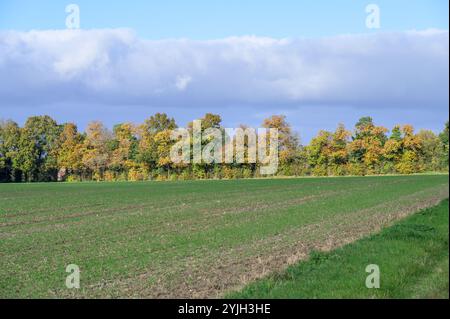 Campi arabili e alberi autunnali nel villaggio di Chart Sutton, vicino a Maidstone, Kent, Regno Unito. Novembre Foto Stock