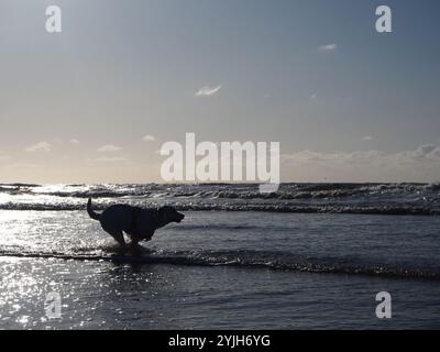 Cane che corre attraverso onde poco profonde su una spiaggia di Noordwijk, Paesi Bassi. Concetto: Felicità, giornata in spiaggia, in silhouette Foto Stock