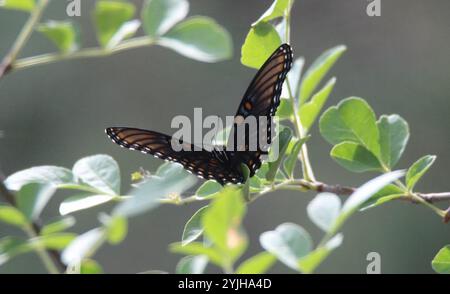 Porpora macchiata rossa dell'Arizona (Limenitis arthemis arizonensis) Foto Stock