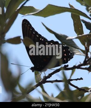 Porpora macchiata rossa dell'Arizona (Limenitis arthemis arizonensis) Foto Stock