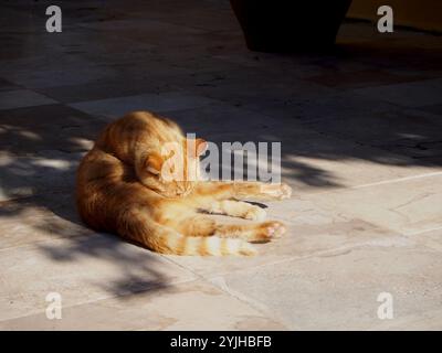 Gatto arancione che si pulisce al sole su un pavimento piastrellato a Corfù, Grecia. Concetto: Gatti di strada, gatti randagi Foto Stock