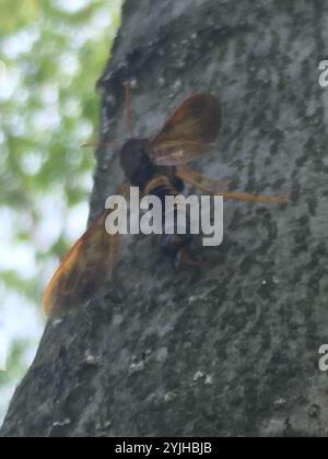 Coda di piccione (Tremex columba) Foto Stock