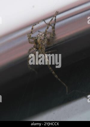 Lupi a gambe sottili (Pardosa) Foto Stock