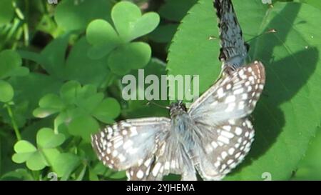Skipper tropicale (Burnsius oileus) Foto Stock