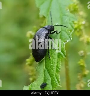 Scarabeo a foglia nera (Galeruca tanaceti) Foto Stock