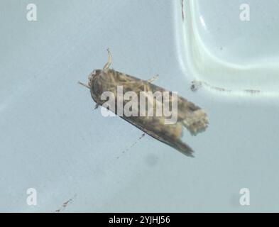 Falena verme orientale (Spodoptera litura) Foto Stock