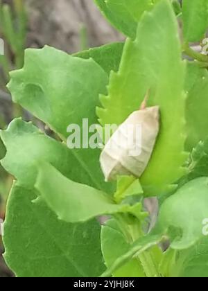 Budworm Moth per tabacco (Chloridea virescens) Foto Stock