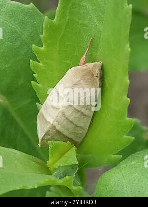 Budworm Moth per tabacco (Chloridea virescens) Foto Stock