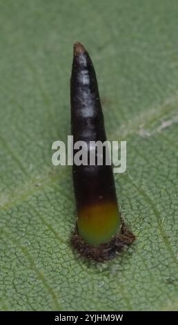 Hickory Awl-Shapes Gall Midge (Caryomyia subulata) Foto Stock