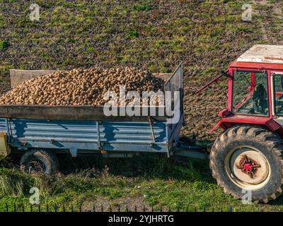Un trattore rosso trasporta un rimorchio riempito di patate appena raccolte in un campo agricolo rurale, mostrando la stagione del raccolto e la tradizione Foto Stock