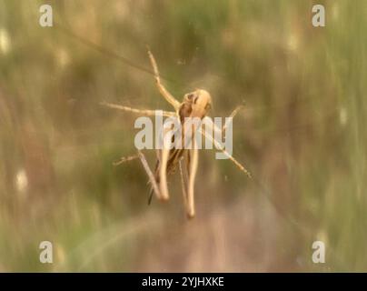 Cespuglio-cricket maculato (Tessellana tessellata) Foto Stock