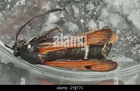 Sgombero delle fiamme (Pyropteron chrysidiforme) Foto Stock