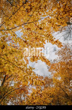 Guardando in alto attraverso il baldacchino di foglie gialle in un giorno d'autunno. Foto Stock