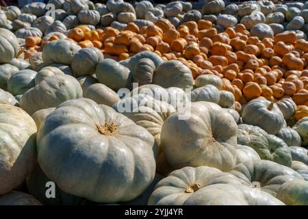 Una pila di zucche con alcune arancioni al centro Foto Stock