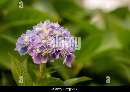Primi piani di fiori di ortensia blu pastello e viola Foto Stock