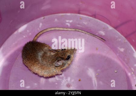 Bushveld Gerbil (Gerbilliscus leucogaster) Foto Stock