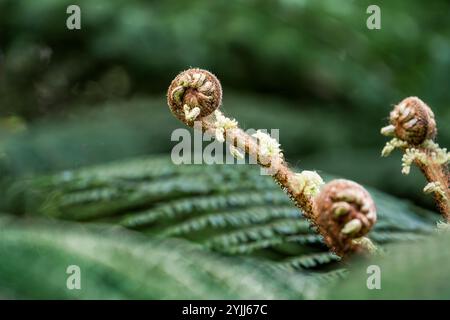 Spianamento di fronde di felci in nuova Zelanda Foto Stock