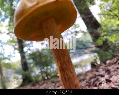 Bolete con gambo corto (Aureoboletus betula) Foto Stock