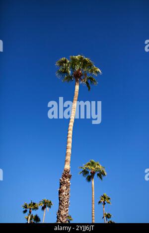 Alte palme che raggiungono un cielo blu luminoso Foto Stock
