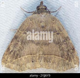 Owlet con rivestimento sottile (Isogona tenuis) Foto Stock