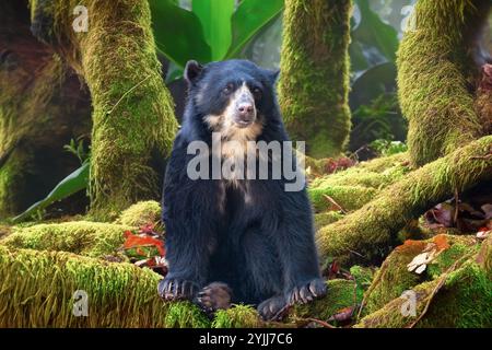 Orso spettacolare (Tremarctos ornatus) con messa a fuoco selettiva e sfocatura in profondità. Foto Stock