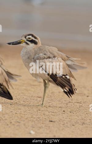 Grande ginocchio spesso o grande ciuffo di pietra (Esacus recurvirostris), in piedi sulle rive del fiume Chambal, Rajasthan, India. Foto Stock