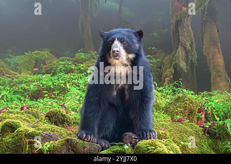 Orso spettacolare (Tremarctos ornatus) con messa a fuoco selettiva e sfocatura in profondità. Foto Stock