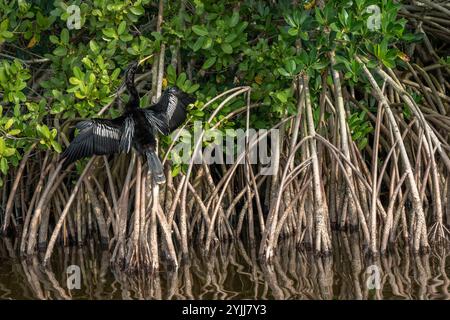 Anhinga, Merritt Island National Wildlife Refuge, Florida Foto Stock