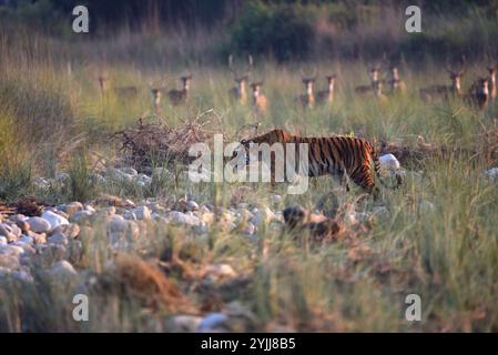 Tigre (Panthera tigris), fauna selvatica di bhopal, India Foto Stock