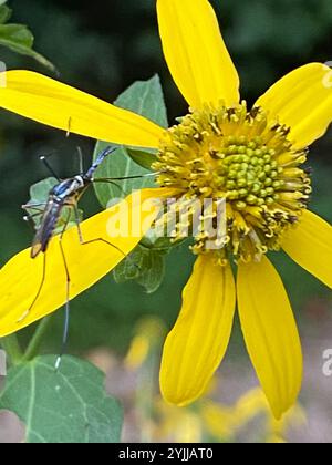 Zanzara elefante (Toxorhynchites rutilus) Foto Stock