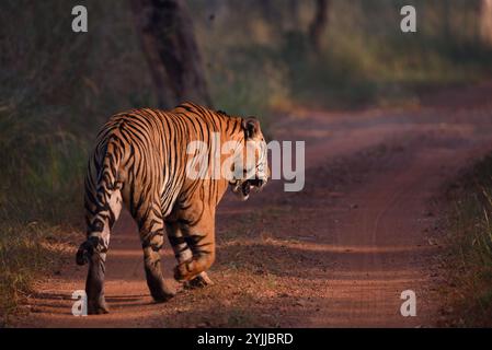 Tigre (Panthera tigris), fauna selvatica di bhopal, India Foto Stock