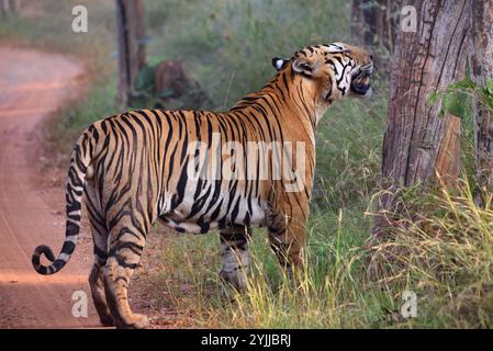 Tigre (Panthera tigris), fauna selvatica di bhopal, India Foto Stock