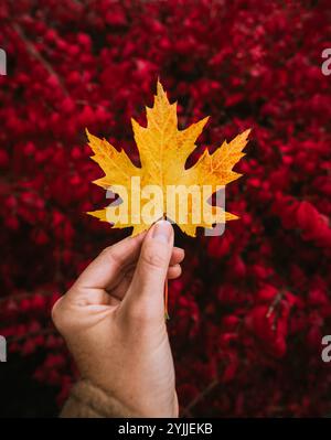 Primo piano di una mano che regge la foglia di acero giallo su uno sfondo a foglia rossa. Foto Stock