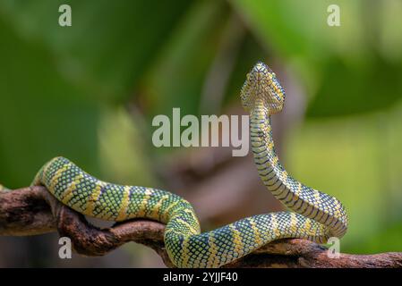 vipera del tempio in un ramo d'albero Foto Stock