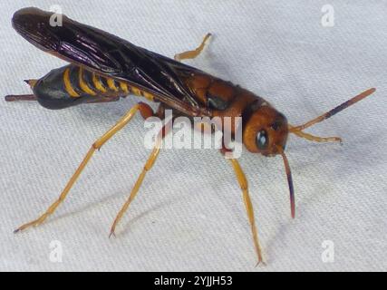 Coda di piccione (Tremex columba) Foto Stock