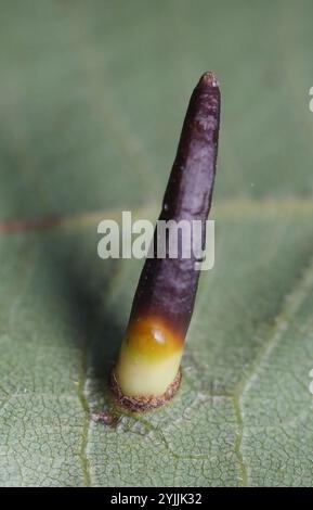 Hickory Awl-Shapes Gall Midge (Caryomyia subulata) Foto Stock