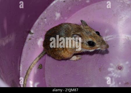Bushveld Gerbil (Gerbilliscus leucogaster) Foto Stock