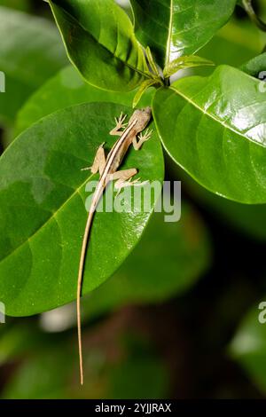 Anolis limifrons, noto comunemente come anolo sottile o anolo di confine. Specie di lucertola della famiglia Dactyloidae., Refugio de Vida Silvestre CAN Foto Stock