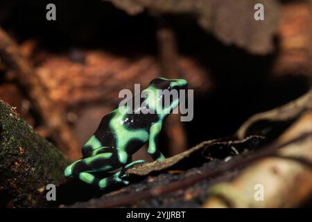 Rana veleno verde e nero (Dendrobates auratus), nota anche come rana veleno verde e nera e rana veleno verde, la fortuna Alajuela Foto Stock