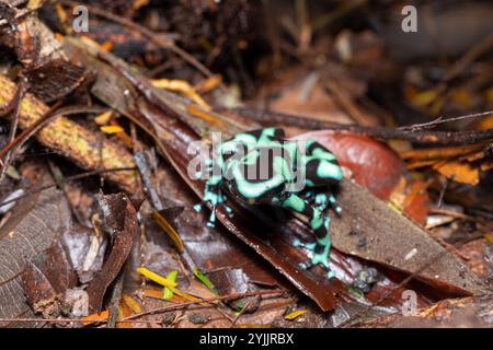 Rana veleno verde e nero (Dendrobates auratus), nota anche come rana veleno verde e nera e rana veleno verde, la fortuna Alajuela Foto Stock