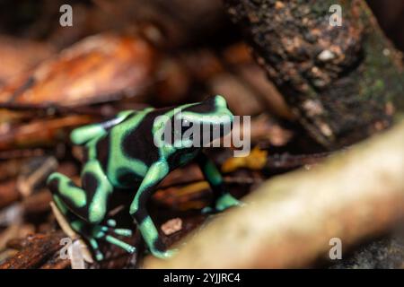 Rana veleno verde e nero (Dendrobates auratus), nota anche come rana veleno verde e nera e rana veleno verde, la fortuna Alajuela Foto Stock