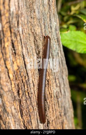 Spirobolida millipede che scorre su un terreno forestale in Liberia, Costa Rica Wildlife. Foto Stock